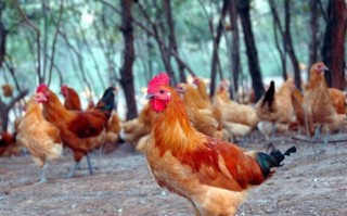 中国最原始的土鸡品种有哪些 中国十大土鸡排行榜