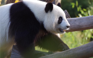 日本游客不舍告别 旅日大熊猫“香香”今天回家了！下午飞抵成都