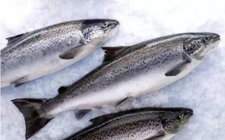 中国最好吃的海鱼排行榜 中国最好吃的鱼排名