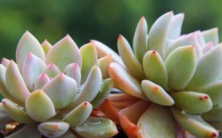 世界十大名贵多肉植物排行榜（十大名贵多肉植物图鉴）