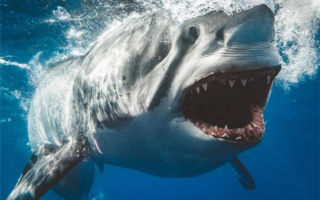 这种鲨鱼 曾经是地球上过的“最强杀手”