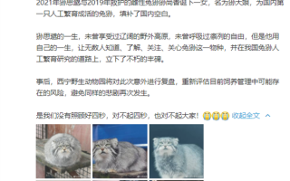 中国唯一一只圈养雄性 网红兔狲“狲思邈”意外死亡：进食时卡喉窒息