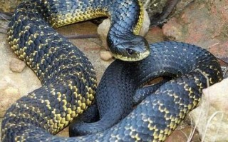 澳大利亚十大致命毒蛇排行榜（世界十大毒蛇排名）