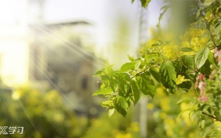 最新早安最美一句话文案2021(早上简短的祝福语言)