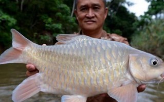 十大最贵淡水鱼排名（十大名贵淡水观赏鱼排行榜）