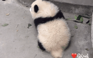 少见的大熊猫收尾巴操作被拍到 国宝太萌了