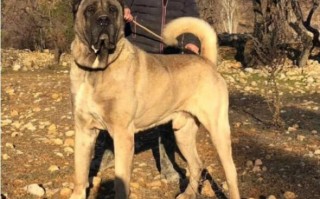 世界体型最大的犬种排行榜（世界上巨型犬品种大全）