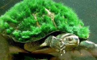 中国十大名贵乌龟图片（中国十大名贵乌龟排行）