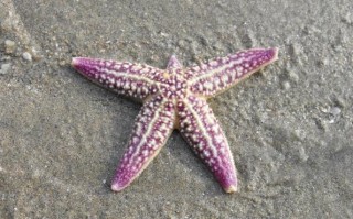 世界最慢的动物排行榜（比人类跑得慢的动物介绍）