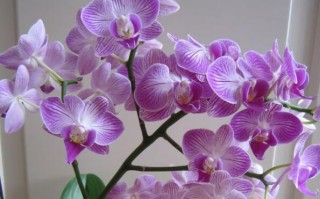 最香的蕙兰兰花品种排名（最香的兰花品种排行榜）