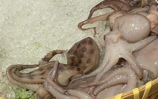 网友称吃火锅遇剧毒蓝环章鱼！专家：最毒的海洋生物之一