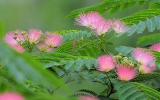 耐旱的绿植有哪些（耐旱又耐寒好成活的植物排行榜前十名）