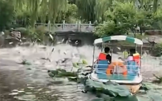 雨后大明湖群鱼争相跃出水面！画面超震撼：游客在船上不知所措