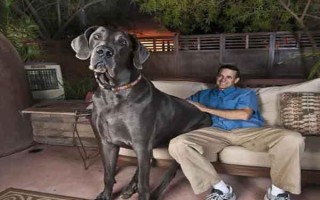 世界上十大体型最大的狗（大型狗狗排行榜前十名）