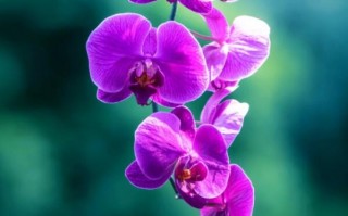 排名前十的兰花品种（兰花必养品种排行榜）