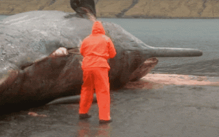 鲸鱼尸体会“鲸爆” 人的尸体为什么不会爆炸？