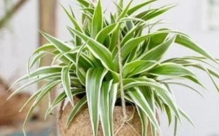 吸甲醛植物排行榜前十名（除甲醛十大排名植物）