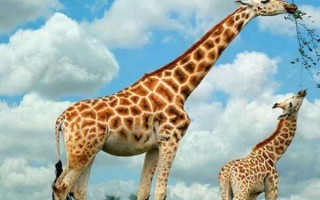 哺乳动物排行榜前十名（陆地最大的哺乳动物前十名）