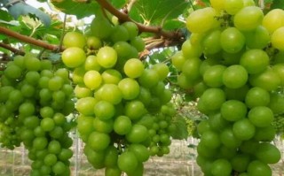葡萄排行榜前十名品种（中国最高端葡萄品种排名）