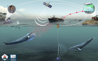 借助 AI 功能，带有麦克风的浮标可防止船只撞上鲸鱼