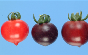 敢吃吗？新型转基因西红柿来了：犹如蓝莓 具有奇特功效