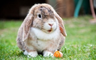 萌萌哒的兔子竟是“头号杀手”！澳大利亚曾研制病毒专杀兔兔