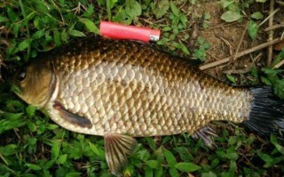 最好吃的淡水鱼排行榜 中国最好吃的十种鱼