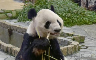 3只旅日大熊猫顺利返回成都：30岁年龄相当人类90岁