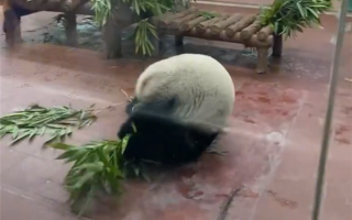 门票值了！大熊猫看到游客后展示“才艺”：抱着竹子连续翻跟头