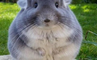 龙猫图片,龙猫真的叫龙猫吗