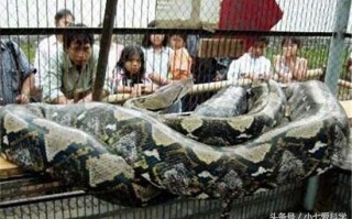 世界上最长的蛇,吉尼斯纪录世界最长的三条蛇