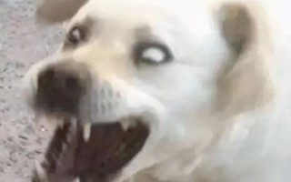 最奇葩的离职理由还能这么写吗_最傻的一种员工离职理由