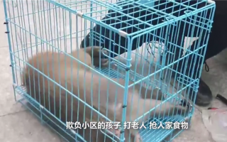 大闹南京的一只流浪猴被抓到了：曾进住户家开煤气、欺负猫咪