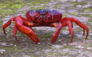 一年一度！澳大利亚圣诞岛红蟹大迁徙：组团过马路场面壮观