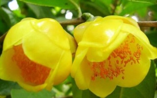 中国最名贵的花有哪些（中国最贵的花排行榜）