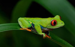 世界上最大的蛙类（世界最大的蛙排行榜）