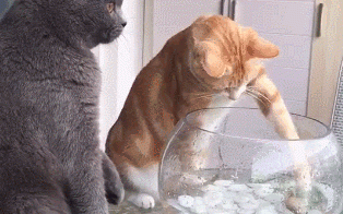 颠覆！原来猫咪最爱吃的不是鱼 这些年都误会它了