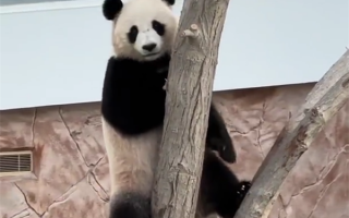 旅居大熊猫只听得懂四川话：卡塔尔饲养员苦练