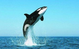 世界上最厉害的食肉动物（最厉害的肉食动物前十名）