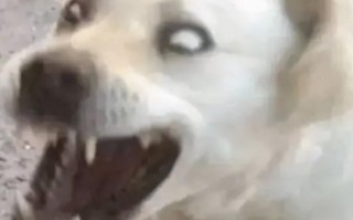 奇葩离职理由有哪些（最傻的一种员工离职理由）