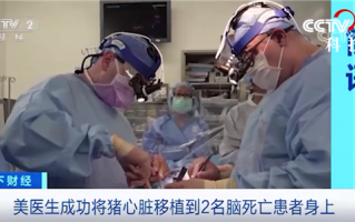 美医生成功给脑死亡患者移植猪心脏！世界首例只存活了2个月