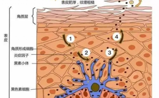 听说剃光头就能避免头皮屑？