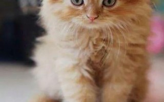 10磅是多少斤,橘猫喂成的比三条狗还重