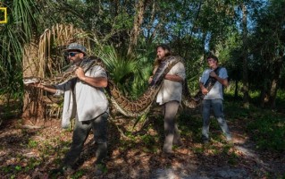 美国佛州捕获5.4米超级母蛇：通过公蛇引诱