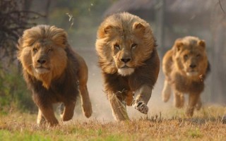 雄狮王那么强壮 为何需要雌狮们捕食供养？