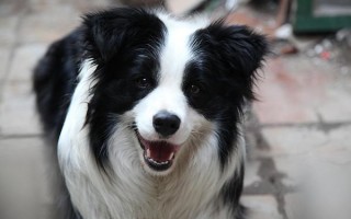 最容易训练的狗狗排行 狗狗性格好的表现