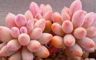 最好养的多肉植物十种（十大最美多肉排行榜）