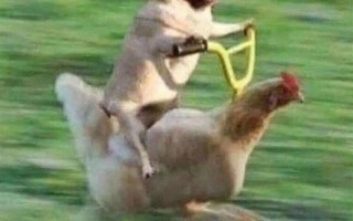 四款国产机皇本月发布：小米、华为、OPPO、iQOO哪款更强