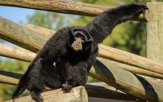 日本独居长臂猿生娃动物园排查其情史：与“邻居”通过9毫米小孔交配