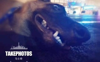 lambor,我与马犬lambor的生活日记2